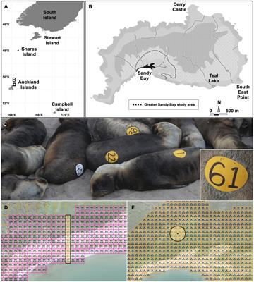 Risk Factors for New Zealand Sea Lion (Phocarctos hookeri) Pup Mortality: Ivermectin Improves Survival for Conservation Management